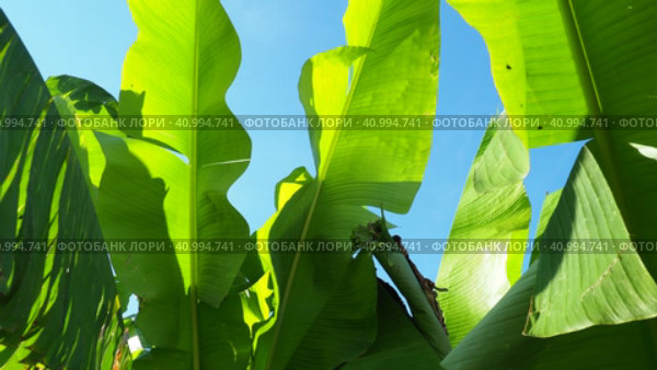 Banana tree, cultivated plant of the genus Banana Musa. Large green beautiful banana leaves sway in the wind. Blue sky. Banana plantation in Ecuador. Tropical sunny evening. Tourism and agriculture. Стоковое видео, видеограф Юлия Петровская / Фотобанк Лори