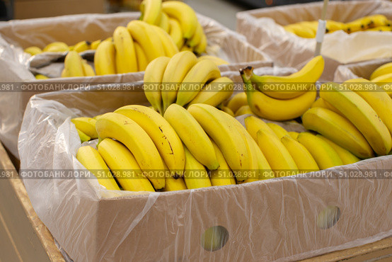 Bananas are packed in packing cases for sale in the store. Стоковое фото, фотограф Лазаренко Светлана / Фотобанк Лори