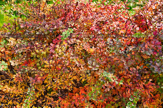 Барбарис обыкновенный (Berberis vulgaris) осенью. Стоковое фото, фотограф Алёшина Оксана / Фотобанк Лори