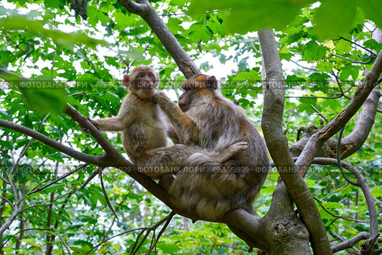Barbary apes macaca sylvanus macaque monkey. Barbary apes macaca sylvanus macaque monkeys outdoor. Стоковое фото, агентство Ingram Publishing / Фотобанк Лори