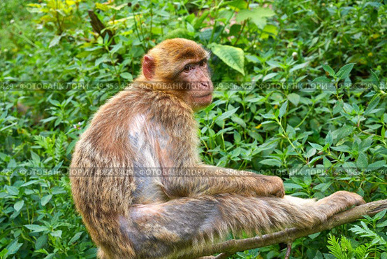 Barbary apes macaca sylvanus macaque monkey outdoor. Barbary apes macaca sylvanus macaque monkey. Стоковое фото, агентство Ingram Publishing / Фотобанк Лори