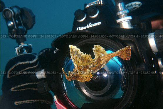 Barbed huchback poacher (agonomalus proboseidalis) Japan sea, Far East, Primorsky Krai, Russian Federation (2012 год). Редакционное фото, фотограф Некрасов Андрей / Фотобанк Лори