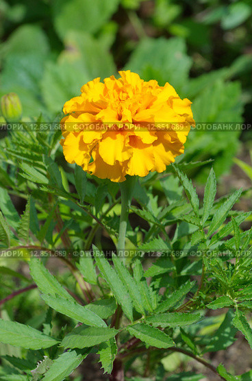 Бархатцы Каландо Голд (лат. Tagetes erecta) Стоковое фото, фотограф Елена Коромыслова / Фотобанк Лори