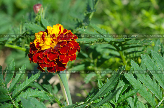Бархатцы (лат. Tagetes) Стоковое фото, фотограф Елена Коромыслова / Фотобанк Лори