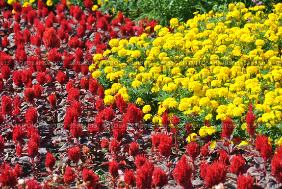 Бархатцы (лат. Tagetes) и Целозия (Celosia L.) на клумбе. Стоковое фото, фотограф lana1501 / Фотобанк Лори