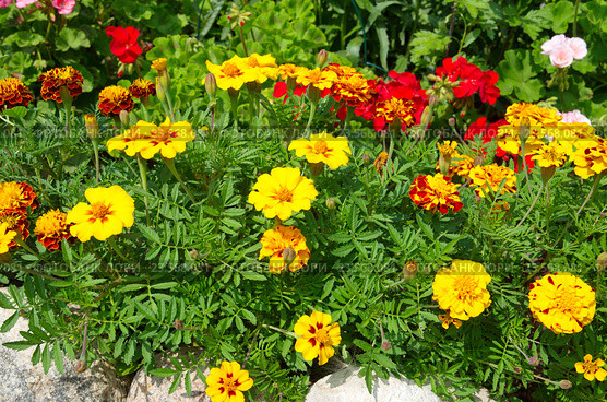 Бархатцы (Tagetes) на клумбе в саду. Стоковое фото, фотограф Елена Коромыслова / Фотобанк Лори