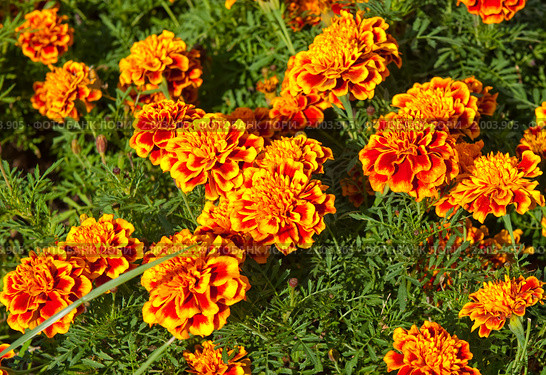 Бархотцы (Tagetes) Стоковое фото, фотограф E. O. / Фотобанк Лори