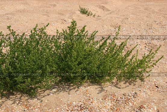 Бассия иссополистная (Bassia hyssopifolia (Pall.) Kuntze) Стоковое фото, фотограф Щеголева Ольга / Фотобанк Лори