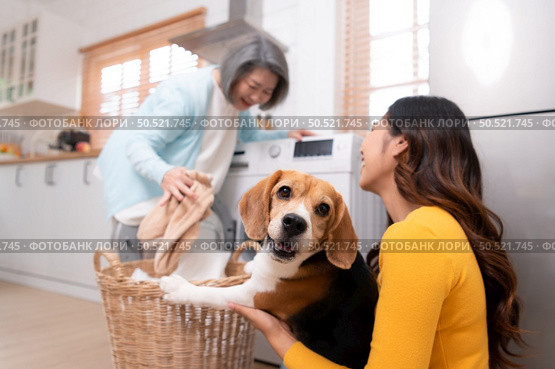 Beagle dog staring at the camera in the owner’s arms while the mother was putting clothes into the washing machine. Стоковое фото, агентство Ingram Publishing / Фотобанк Лори