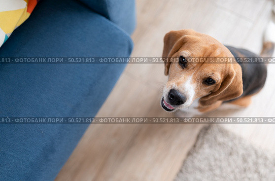 Beagle dogs are intelligent, lively, fun and do not stand still. There is overflowing cuteness. Slightly stubborn but can be trained to obey commands. Стоковое фото, агентство Ingram Publishing / Фотобанк Лори