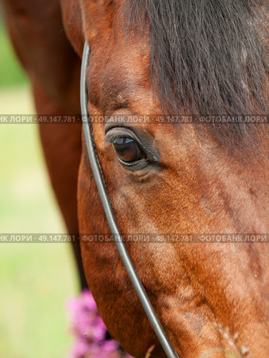 beatiful eye of the bay horse closeup. cloudy day. Стоковое фото, агентство Ingram Publishing / Фотобанк Лори