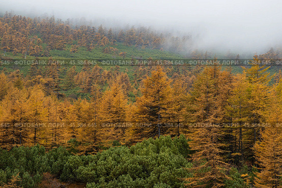 Beautiful autumn landscape. View of the autumn larch forest in the mountains. Larch trees with yellow crowns and thickets of evergreen dwarf pine on the mountain slope. Low cloud cover. Foggy weather. Стоковое фото, фотограф Андрей Степанов / Фотобанк Лори