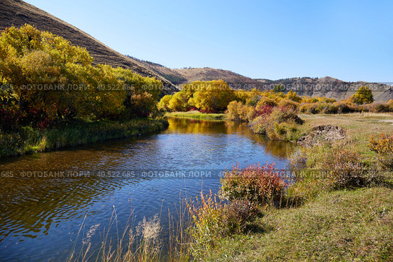Beautiful autumn landscape. Yellow trees and bushes on the bank. Прекрасный осенний пейзаж. Желтые деревья и кусты на берегу живописной реки. Стоковое фото, фотограф Виктория Тельминова / Фотобанк Лори