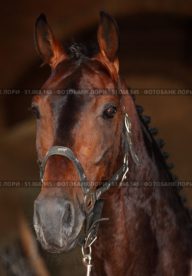 Beautiful bay horse standing in the stable door. Красивая спортивная лошадь, портрет на фоне темной конюшни. Стоковое фото, фотограф Михаил Кондрашов / Фотобанк Лори
