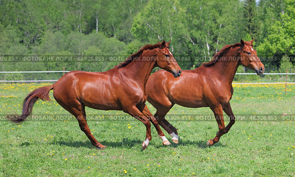 Beautiful bay racing horses running on the summer green meadow. Пара красивых рыжих спортивных скаковых лошадей бежит по траве на зеленом лугу летом. Стоковое фото, фотограф Михаил Кондрашов / Фотобанк Лори
