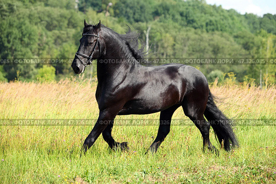 Beautiful black friesian horse runs gallop in the summer green meadow. Прекрасный черный конь фризской породы скачет галопом по летнему зеленому лугу. Стоковое фото, фотограф Михаил Кондрашов / Фотобанк Лори