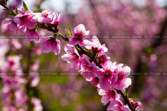Beautiful blooming peach trees in spring garden. Стоковое фото, фотограф Яков Филимонов / Фотобанк Лори