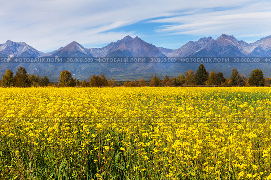 Beautiful bright landscape with field of blooming yellow rapeseed in foothills of Tunka Valley against the backdrop of mountainous peaks of Eastern Sayans. Cultivation of agricultural fields of rapeseed. Стоковое фото, фотограф Виктория Катьянова / Фотобанк Лори