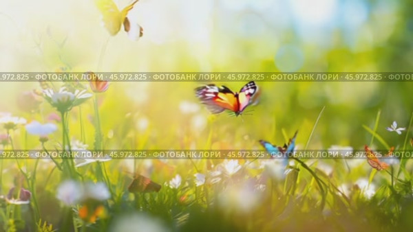 Beautiful bright summer spring background for bloggers or advertising with flying butterflies and fragrant flowers. Стоковое AI-видео, аниматор ALLA YURTAYEVA / Фотобанк Лори