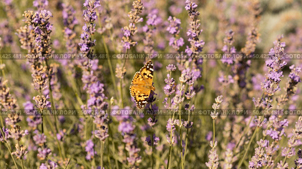 beautiful butterfly flower nature. Стоковое фото, агентство Ingram Publishing / Фотобанк Лори