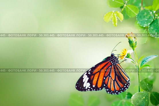 Beautiful butterfly in the wild. Стоковое фото, агентство Ingram Publishing / Фотобанк Лори
