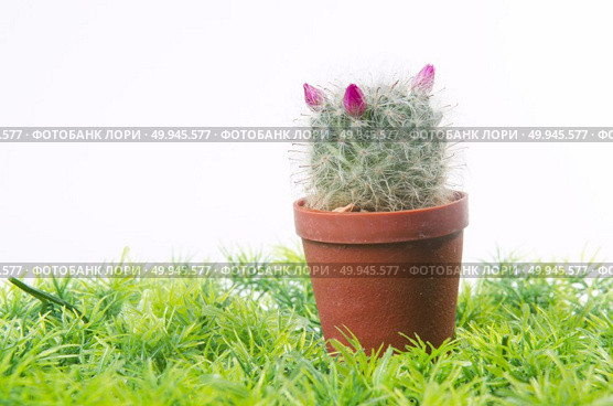 Beautiful cactus on green grass. Стоковое фото, агентство Ingram Publishing / Фотобанк Лори