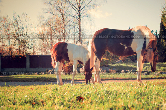 beautiful   chestnut piebald pony  foal  grazing  with mom. Стоковое фото, агентство Ingram Publishing / Фотобанк Лори