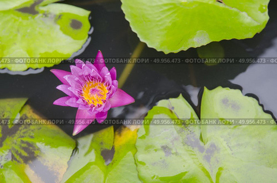 Beautiful colorful flowers in the garden. Стоковое фото, агентство Ingram Publishing / Фотобанк Лори