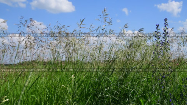 Beautiful field grass against sky in Russia. Стоковое видео, видеограф Володина Ольга / Фотобанк Лори