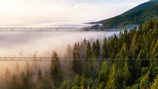 Beautiful foggy sunrise in mountains. Sea of fog behind top of the hill. Fir forest in clouds of mist. Carpathian mountains, Ukraine. Стоковое фото, агентство Ingram Publishing / Фотобанк Лори