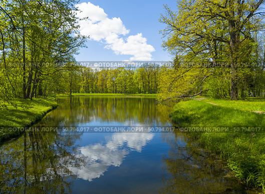Beautiful forest park with mirror reflection of clouds and deciduous trees in quiet pond with ducks on sunny May day. Walks and recreation outside city. Picturesque spring landscape. Natural background. Стоковое фото, фотограф Виктория Катьянова / Фотобанк Лори