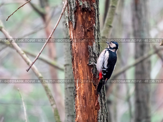 Beautiful forest woodpecker Dendrocopos medius on a tree looking for food. Стоковое фото, фотограф Фотограф / Фотобанк Лори