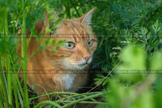 Beautiful ginger cat sits in a bed of carrots and hunts from hiding in autumn summer day. Стоковое фото, фотограф Мария Зубарева / Фотобанк Лори