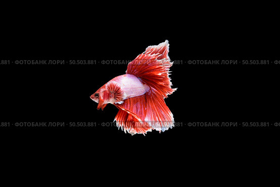 Beautiful half moon red and white Betta splendens, Siamese fighting fish or Pla-kad in Thai popular fish in aquarium. Show off white tail while swimming isolated on black background. Стоковое фото, агентство Ingram Publishing / Фотобанк Лори