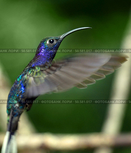 Beautiful hummingbird hovering in mid air. Стоковое фото, агентство Ingram Publishing / Фотобанк Лори