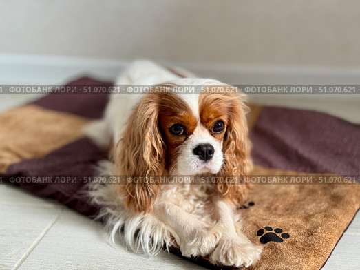 Beautiful King Charles spaniel, English toy spaniel at home. Стоковое фото, фотограф Соболева Наталия / Фотобанк Лори
