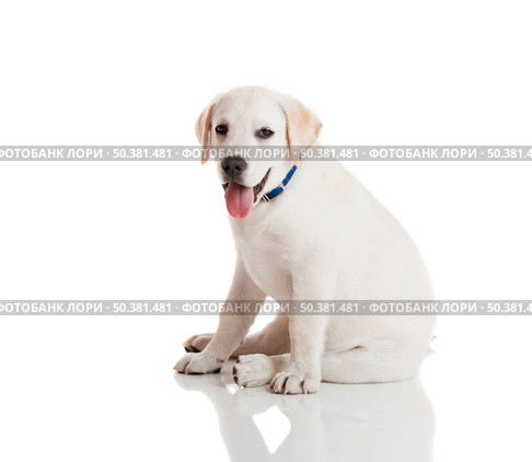 Beautiful labrador retriever cream puppy isolated on white background wearing a blue dog-collar. Стоковое фото, агентство Ingram Publishing / Фотобанк Лори