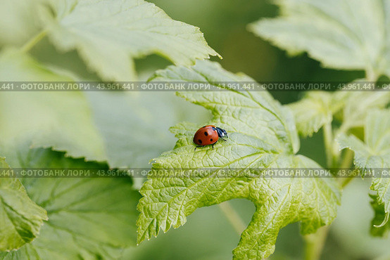 Beautiful ladybug on green currant leaf. Red beetle with seven black dots coccinella septempunctata on a green background. Стоковое фото, фотограф Марина Багрова / Фотобанк Лори