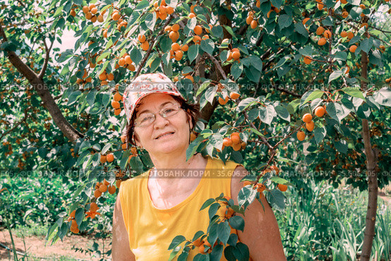 beautiful mature woman stands under an apricot tree on a summer day. Стоковое фото, фотограф Акиньшин Владимир / Фотобанк Лори