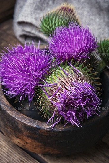 Beautiful milk thistle flower. Wild medicinal plant thistle on wooden surface. Стоковое фото, агентство Ingram Publishing / Фотобанк Лори