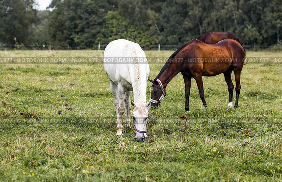 Beautiful natural landscape. Beautiful horses in the pasture. The horses are in the paddock. Livestock. Стоковое фото, фотограф Photojuli / Фотобанк Лори
