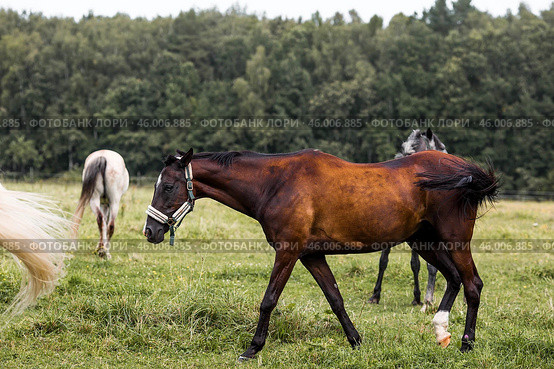 Beautiful natural landscape. Beautiful horses in the pasture. The horses are in the paddock. Livestock. Стоковое фото, фотограф Photojuli / Фотобанк Лори