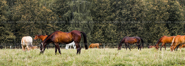 Beautiful natural landscape. Beautiful horses in the pasture. The horses are in the paddock. Livestock. Стоковое фото, фотограф Photojuli / Фотобанк Лори