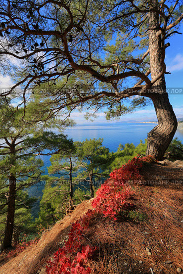 Beautiful natural landscape with pine trees and red leaves against the background of the sea. Стоковое фото, фотограф Яна Королёва / Фотобанк Лори