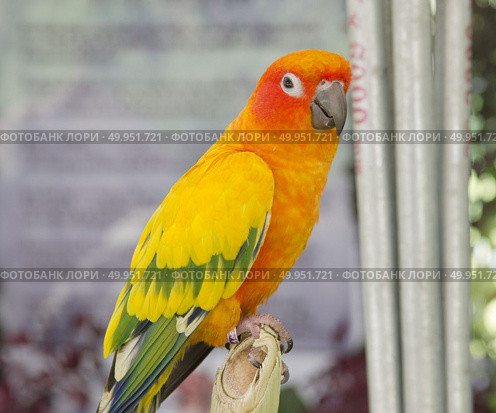 beautiful of colorful parrot bird. Стоковое фото, агентство Ingram Publishing / Фотобанк Лори