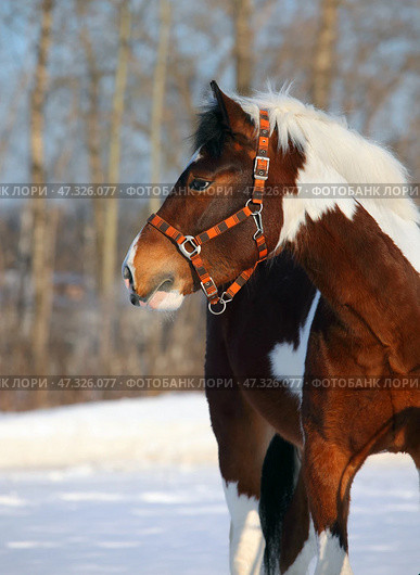 Beautiful paint vanner draft horse in winter snow farm. Красивая пятнистая лошадь упряжной породы на снегу на зимней ферме. Стоковое фото, фотограф Михаил Кондрашов / Фотобанк Лори