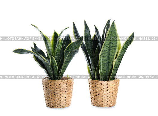 Beautiful sansevieria in flowerpots on white background. Стоковое фото, фотограф Pixel_shot / Фотобанк Лори