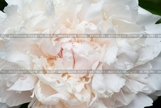 beautiful soft pink peony blooming flower as background at sunny day. extreme macro. Стоковое фото, агентство Ingram Publishing / Фотобанк Лори