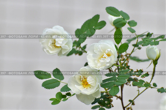 Beautiful sprig of blooming white rosehip. Стоковое фото, фотограф Володина Ольга / Фотобанк Лори