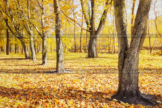 Beautiful sunny golden autumn landscape in a park with trees. Стоковое фото, фотограф Светлана Качанова / Фотобанк Лори